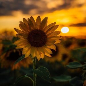 Meet your Posher, Alexsys